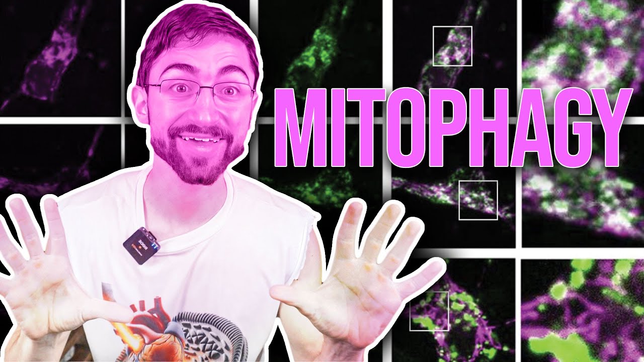 Insulin Makes your Mitochondria Young and PINK