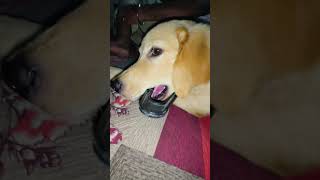 Download Lagu blukit 🤩 #shorts MP3