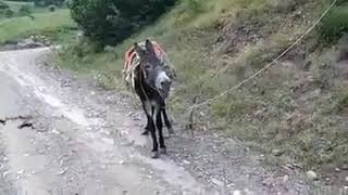 Eşşek  sesine hasret  kalanlar  için