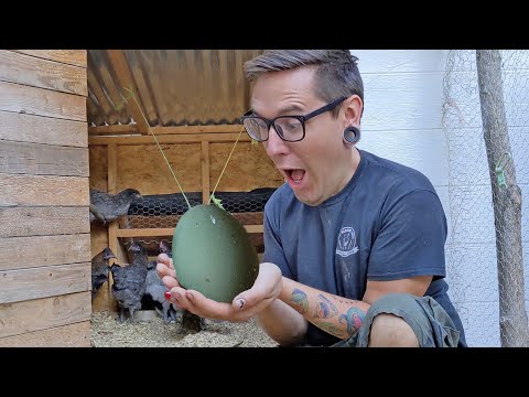 Video: Hoe krijg je olijfkleurige eieren?