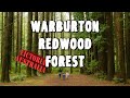 Warburton Redwood Forest, Victoria, Australia - A Day Trip From Melbourne