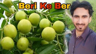 Beri se ber todne gye boht maza aya | Village beauty| Nauroz Ali Official