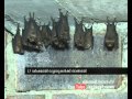 House bats Savi from Thrissur