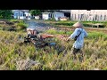 Mengolah lahan sawah banyuwangi #289 Dengan Joki Saudara Nizar TRAKTOR KUBOTA G1000