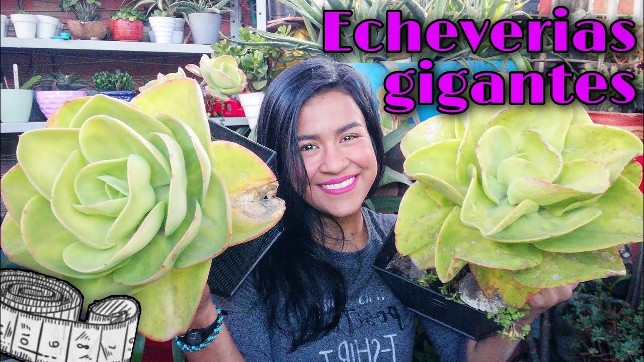LA ECHEVERIA MÁS GRANDE DE MI COLECCIÓN ME REGALA MUCHOS HIJOS 🌱🍼 | Jardines by Angie