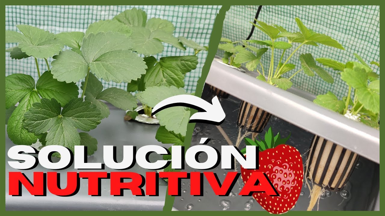 FRESAS HIDROPONICAS 🍓 Cambio de SOLUCIÓN NUTRITIVA 💧 #3