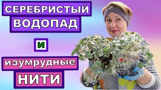 Хотите серебристый водопад в саду- Выращивайте ДИХОНДРУ. Способы размножения