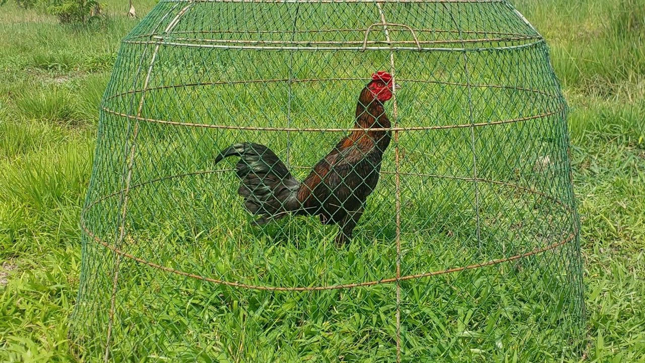  สาเด้ง+มูเซอร์ดำ แข้งหน้าเหลี่ยมเทพ