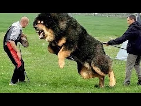 וִידֵאוֹ: כלב בשם ג'ורג 'טוען שהוא הכלב הגדול ביותר על פני כדור הארץ