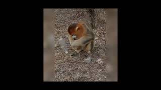 Stupid ass monkey