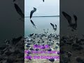 Seagulls #funnyvideo #seagulls #birds