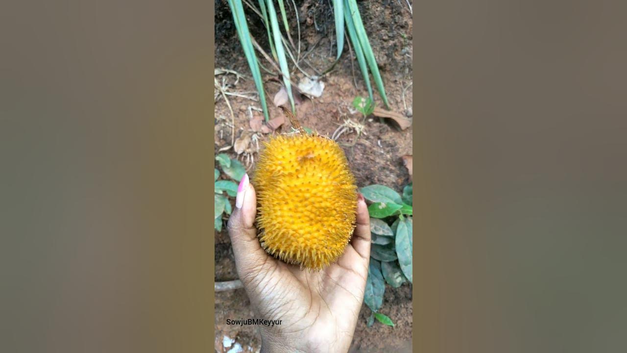 Do you know this fruit ? Pejakkai in Tulu, #ಹೆಬ್ಬಲಸು #nature #fruit # ...