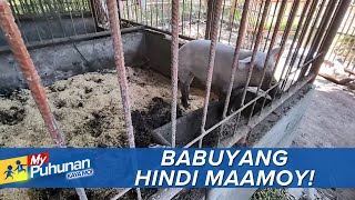 'My Puhunan: Kaya Mo!': Babuyan sa GenSan, hindi maamoy by ABS-CBN News 725 views 7 hours ago 3 minutes, 27 seconds