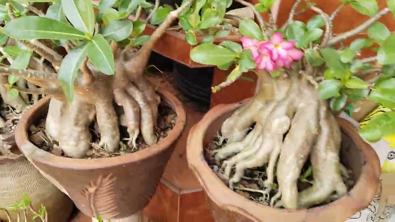 บ้านชวนชม#2 21/02/69 สนใจติดต่อID: tao-aric#บ้านชวนชม #ชวนชม #เพชรบ้านนา #บ้านและสวน #flowers #tree 