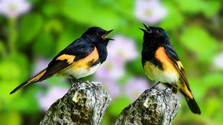 Beautiful Birds Singing - Natural Sounds is extremely Relaxing, Calms the mind, and Focuses on Work by Gsus4 Officical 1,048 views 5 days ago 10 hours, 6 minutes