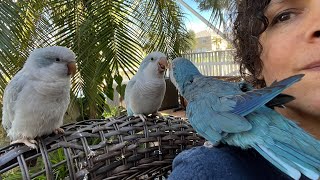 Effortlessly Taming Quaker #Parrots #parrot_bliss #parrot #birds #quakerparrot #parrotlover