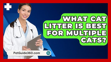 What Cat Litter Is Best For Multiple Cats? - PetGuide360.com