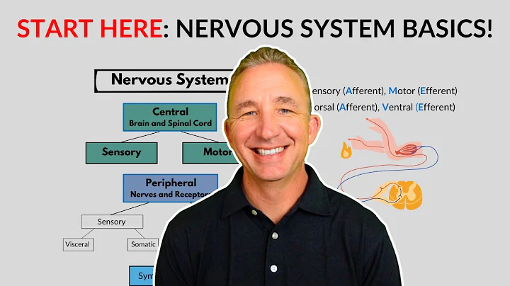 Nervous System Basics: Definitions and Hierarchy