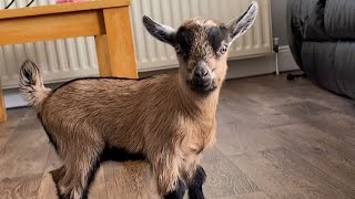 CUTE BABY MILEY PYGMY GOAT 💖♥️