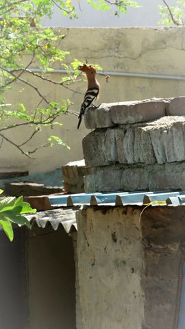 Hoopoe Bird Story #shorts #bluebox