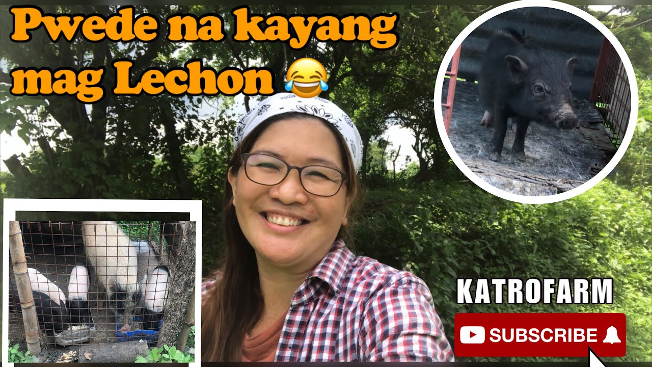 Update Sa Mga Alagang Baboy | Vlog # 42 - YouTube