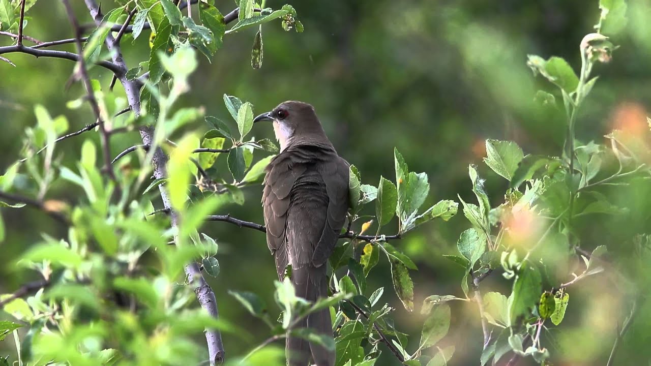 Black-billed Cuckoo - Coccyzus erythropthalmus 