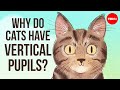 Why do cats have vertical pupils  emma bryce