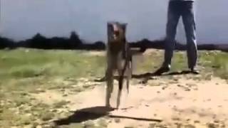 İp Atlayan Köpek Süper