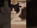 This Cat Has Its Name Written All Over Its Face What Would You Name It Какое имя вы бы дали коту This Cat Has Its Name Written All Over Its Face What Would You Name It Какое имя вы бы дали коту