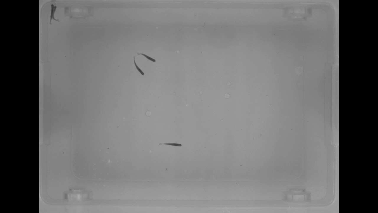 Zebrafish swimming pool - YouTube