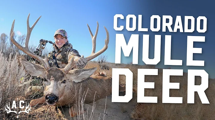 Vicki's Second Colorado Mule Deer! | Archer's Choice Clips