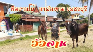 EP.3​ ไป​ชม​วัว​ลาน​ของ​"ทีมงานโบ้​ นา​พัน​สาม" เพชรบุรี​ พลาดไม่ได้​ #วัวลาน #เพชรบุรี