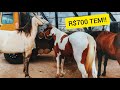 #75 🏇 CAVALO DE ATÉ 700 REAIS - FEIRA DE EQUINOS (CAVALO) EM CARUARU PE!! 🏇 (20/10/2020)