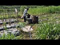 SECRET FORMULA: PERFECT LIQUID FERTILIZER FOR HEALTHY CHILI GROWTH!-agriculture farming
