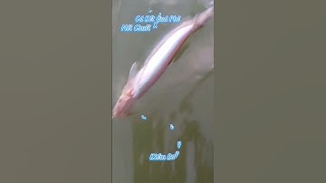 #Shorts / Câu cá kết mồi này nó khoái lắm miền tây sông nước #KiềmRapper