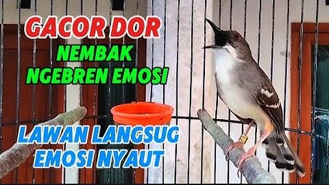 Ciblek kristal gacor nembak ngebren