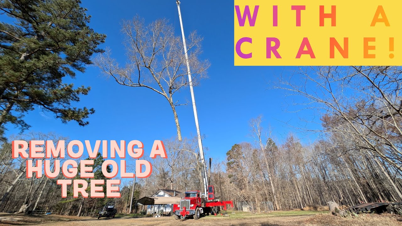How to Remove a HUGE old Oak Tree with a 38 ton CRANE!! - Start To ...
