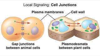 Cell Communication 1 Signals