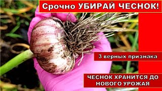 Срочно убрать чеснок с огорода!Верные признаки созревания чеснока для уборки.Хранится до нового урож