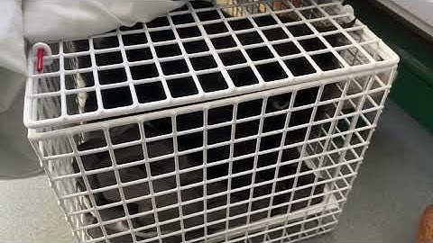 Rehoming Laszlo, a gorgeous community cat