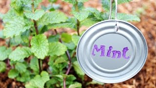 How to Make Plant Markers from Recycled Can Lids
Turn lids from empty cans into rustic chic plant markers for your garden with the help of rubber stamps and outdoor paint.
Links to products used in tutorial:
Pampered Chef can opener: amzn.to/1H7A35b
FolkArt paint: amzn.to/1MPvPmI
Stampendous Storybook Stamps: amzn.to/1MPvY9y
Clear stamp block: amzn.to/1H7AY5z
Dremel Rotary Tool: amzn.to/1x7VSl3
12 gauge silver jewelry wire: amzn.to/1MTdWBt
Get more info on Creative Green Living: http://www.creativegreenliving.com/2015/03/how-to-make-DIY-stamped-plant-markers-for-garden-from-recycled-can-lids.html How to Make Plant Markers from Recycled Can Lids