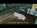 EP.24 วัดไข้น้องหมูแบบไหนดี?ง่ายๆแบบฉบับคำภูเงินฟาร์ม@คําภูเงินฟาร์ม CHANNEL