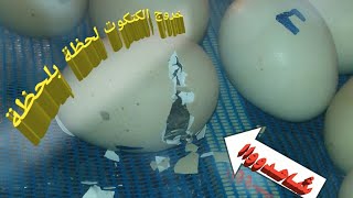 تفقيس بيضة الدجاج مباشرة لحظة بلحظة