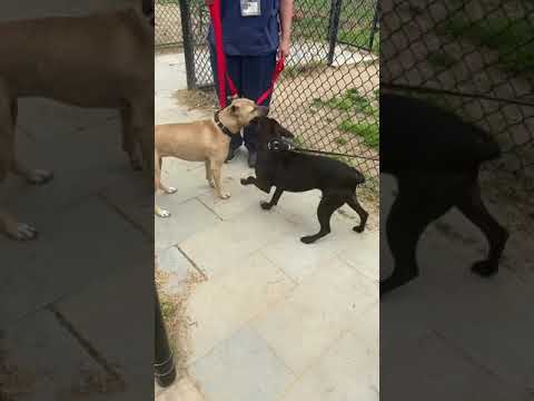 Wilma And Wanda At AACACC