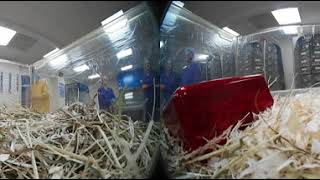360 Voles used in research into Ultradian rhythms