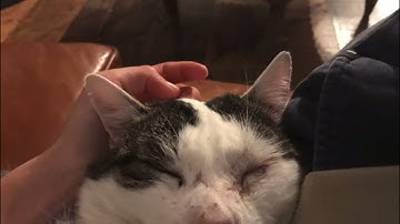 Shortest cat video on YouTube part 2. Only 0.3 seconds this time!