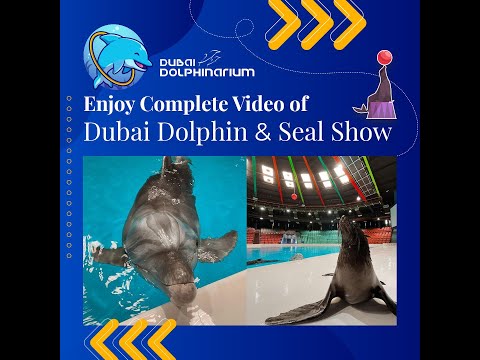 Watch the Brilliant Dolphin in Dubai 2021#shorts