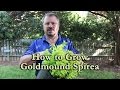 How to grow Goldmound Spirea with a detailed description