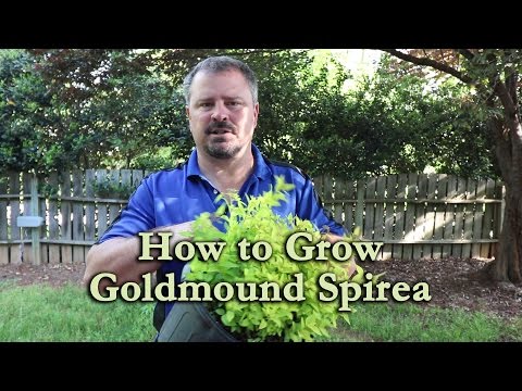 How to grow Goldmound Spirea with a detailed description