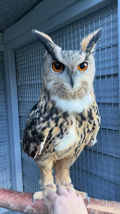 Tickling an Owl's Feet